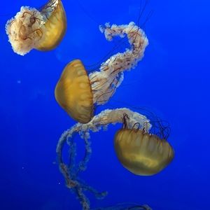 Meet your Posher, Sara-marie